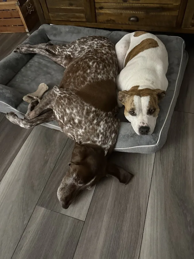 Rochester Emergency Veterinary Services