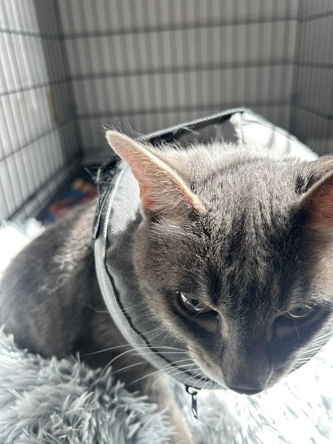 Rochester Emergency Veterinary Services