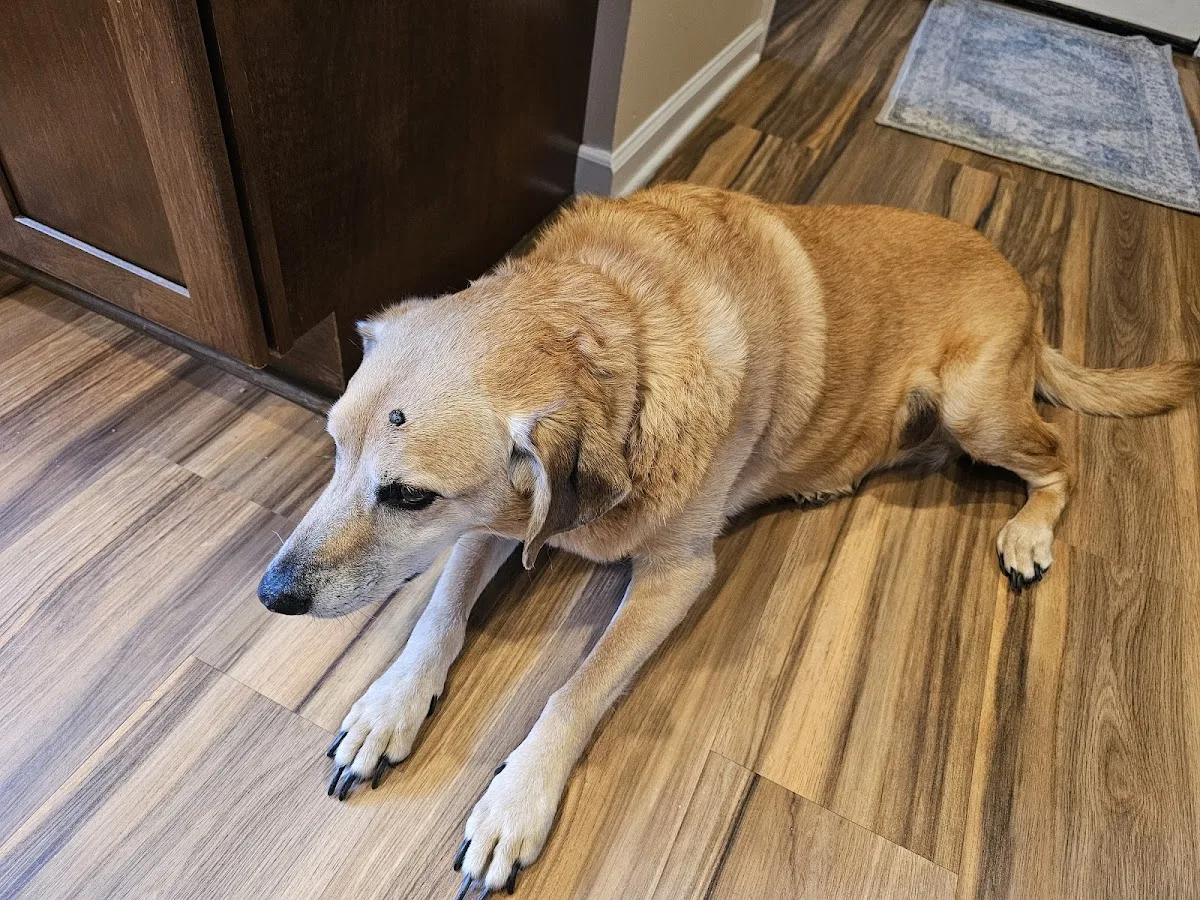 Rochester Emergency Veterinary Services