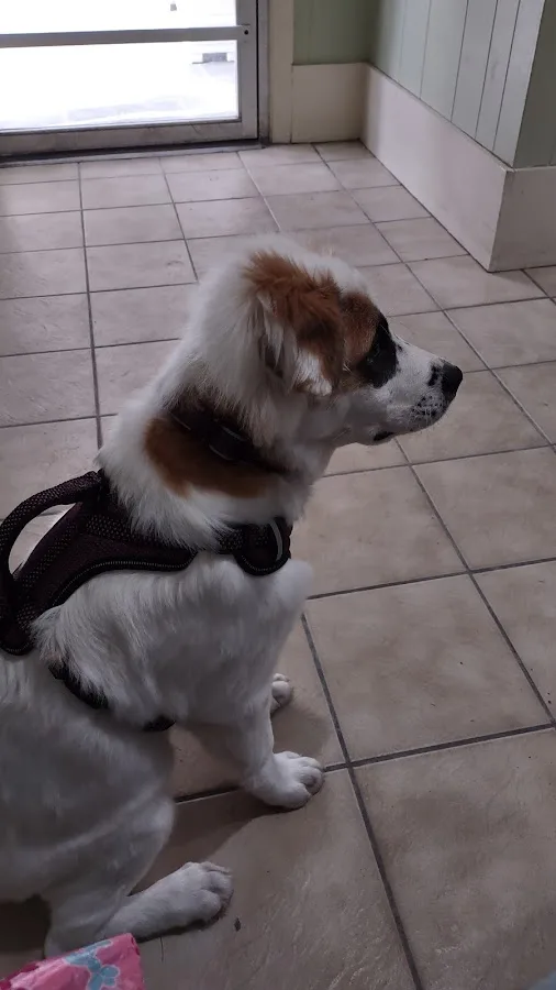 Route Twenty Animal Clinic: Kotsopoulos Nicholas DVM