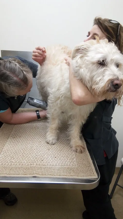 Route Twenty Animal Clinic: Kotsopoulos Nicholas DVM