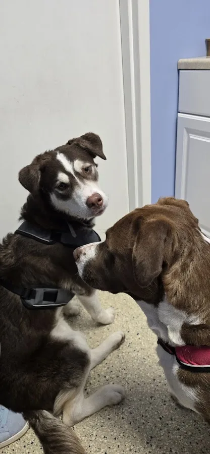 Route Twenty Animal Clinic: Kotsopoulos Nicholas DVM