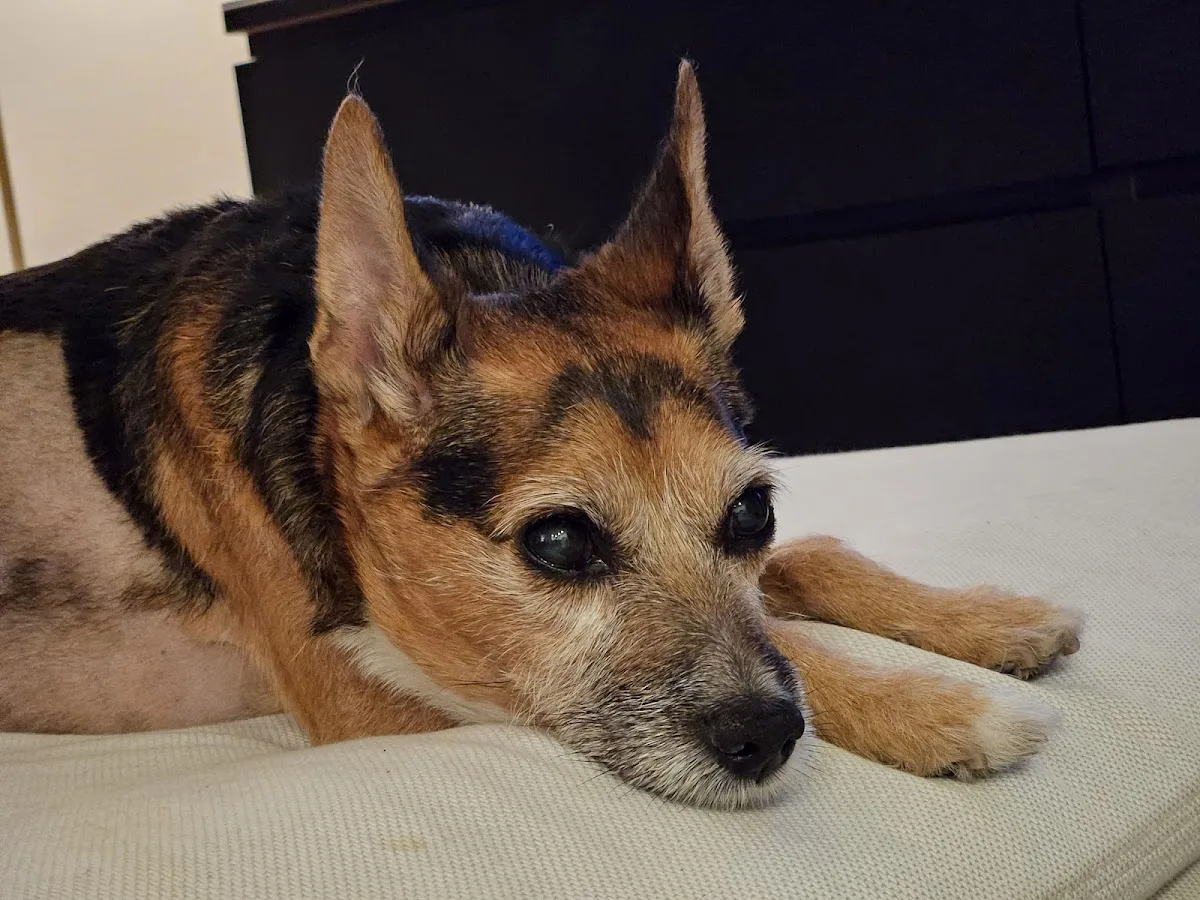 SAGE Veterinary Centers - Dublin