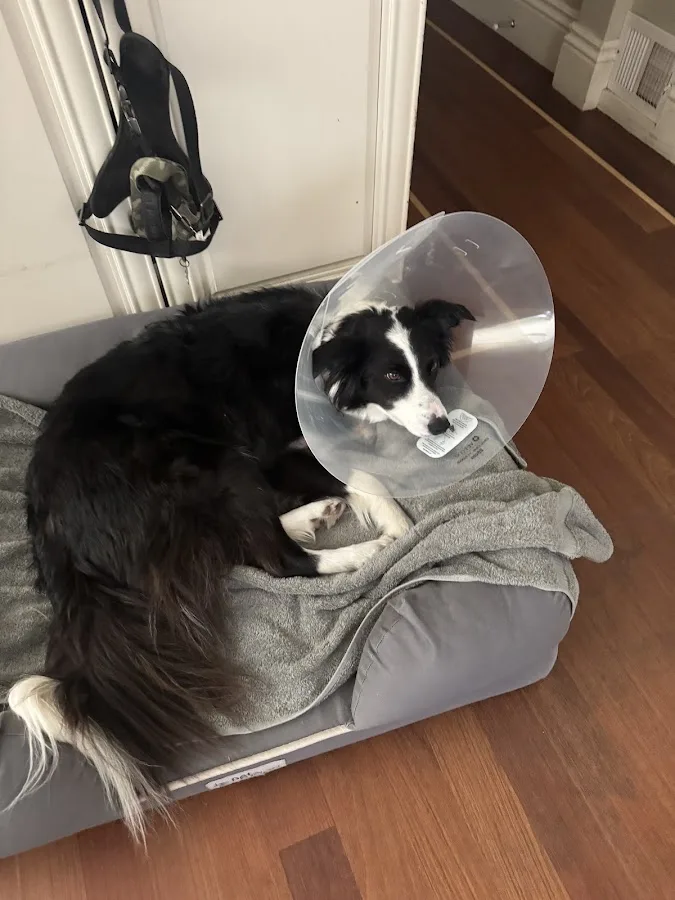 SAGE Veterinary Centers - San Francisco