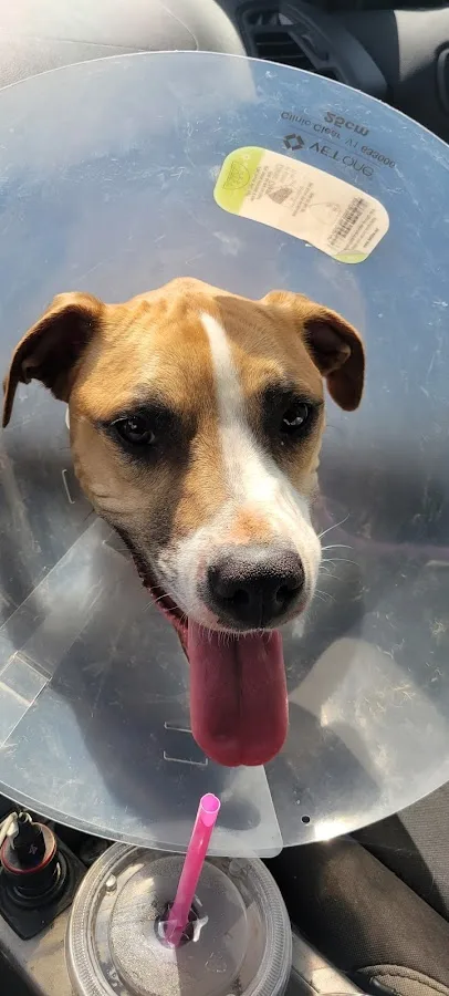 Saint Francis Veterinary Specialists and Emergency