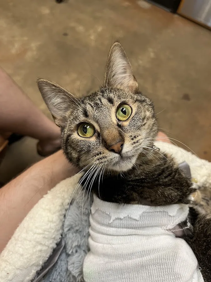 Saint Francis Veterinary Specialists and Emergency