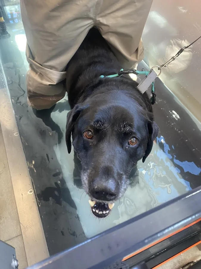 Saline Veterinary Service PC