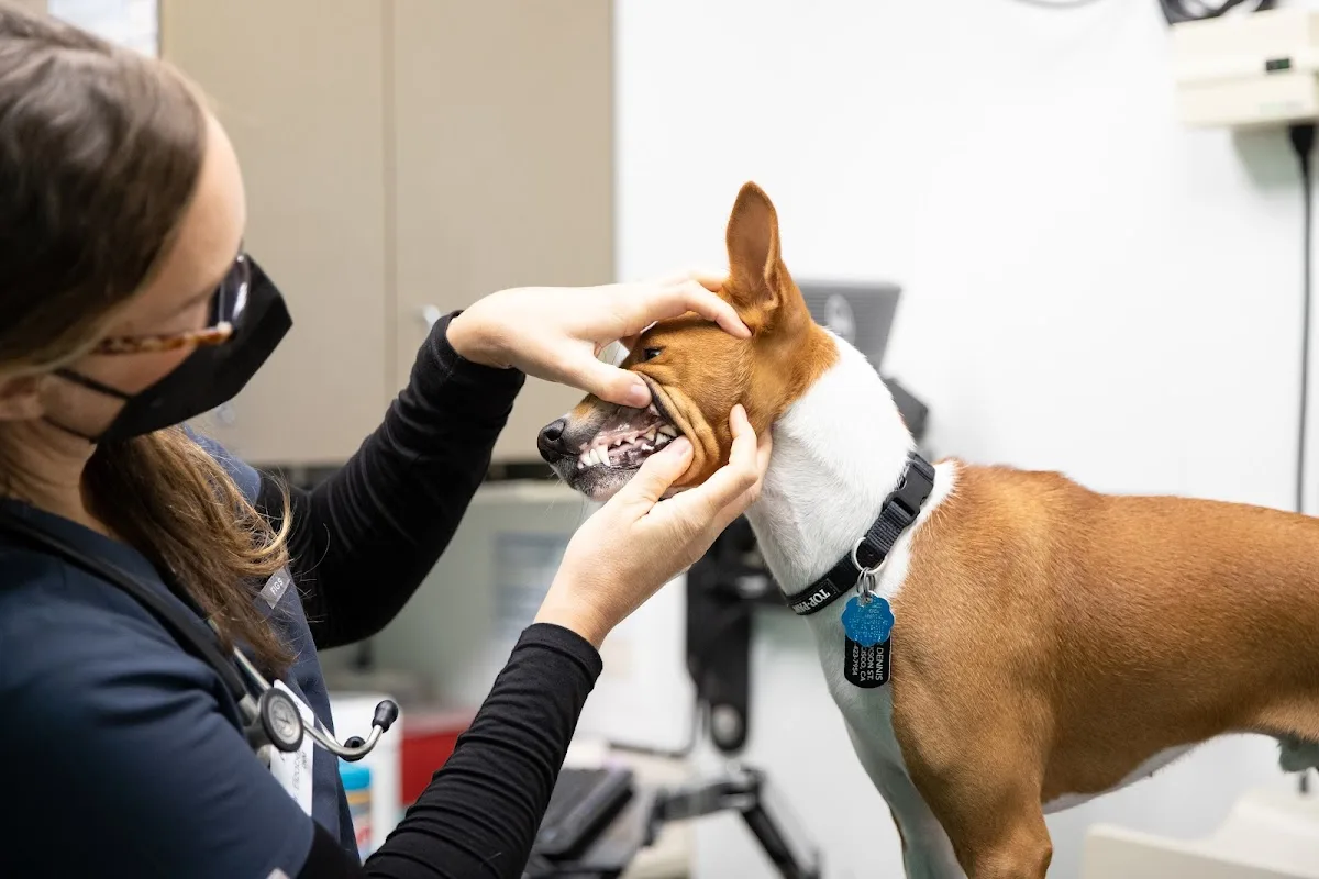 San Francisco Animal Medical Center