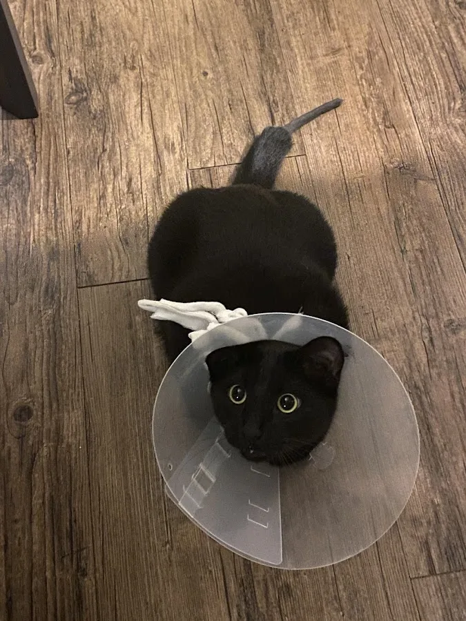 Scottsdale Veterinary Specialty and Emergency Center