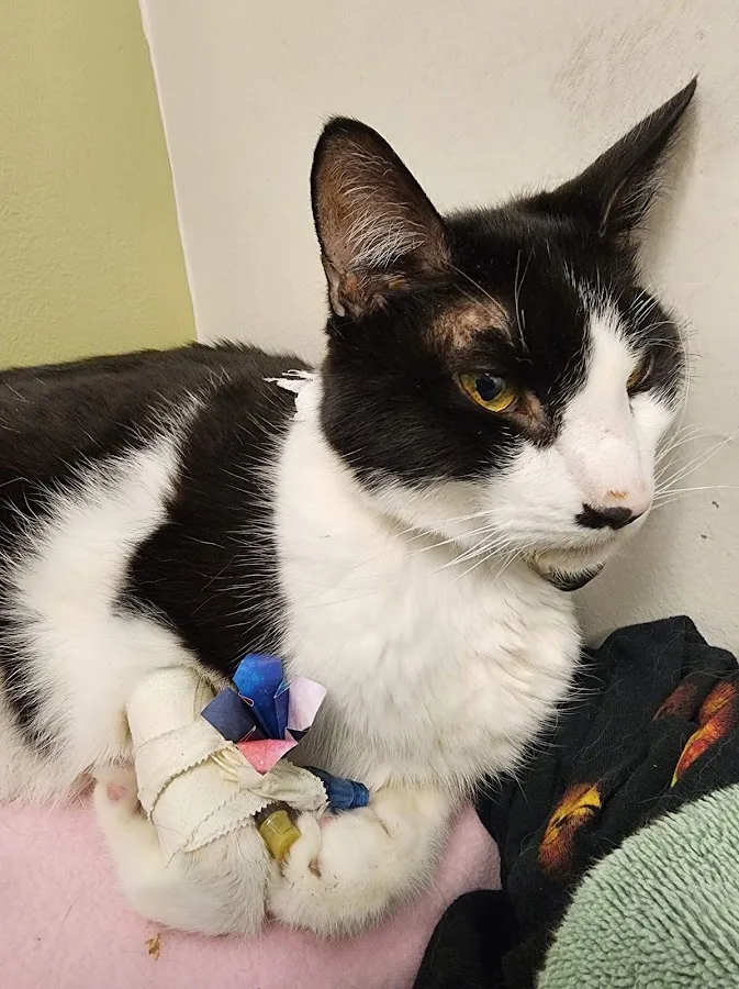 Seven Hills Veterinary Hospital