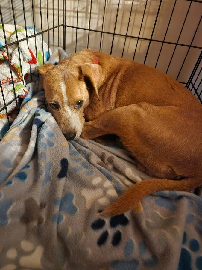 Sherwood South Animal Hospital & Emergency Center, A Thrive Pet Healthcare Partner