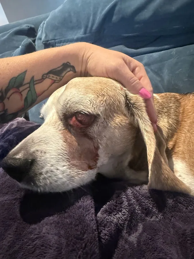 Sherwood South Animal Hospital & Emergency Center, A Thrive Pet Healthcare Partner