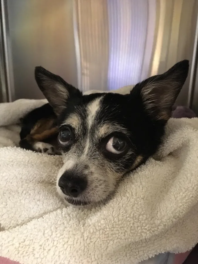 Sherwood South Animal Hospital & Emergency Center, A Thrive Pet Healthcare Partner