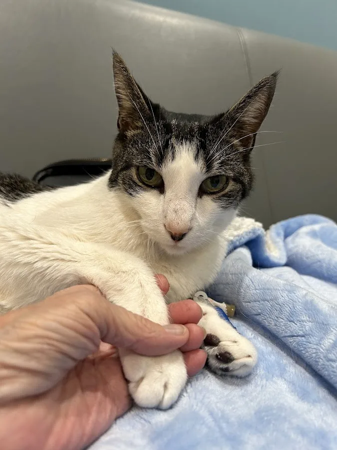 Shores Veterinary Emergency Center