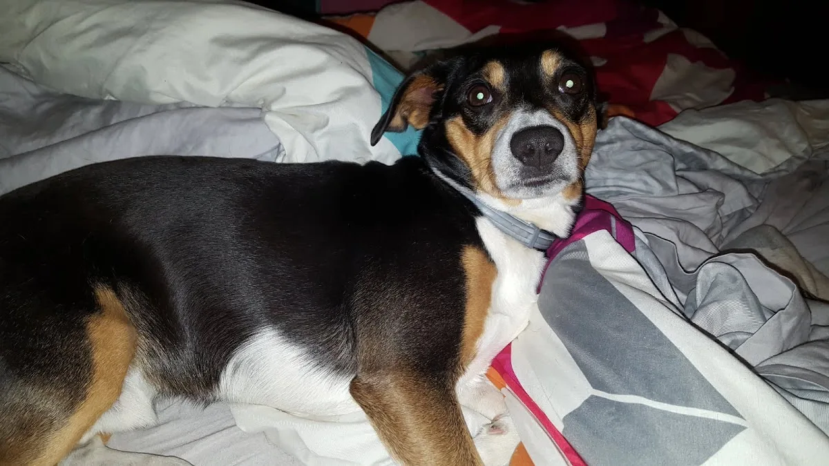 Shores Veterinary Emergency Center