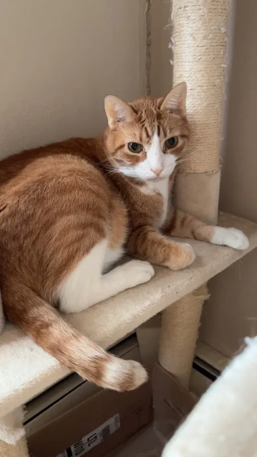 Small Animal Hospital