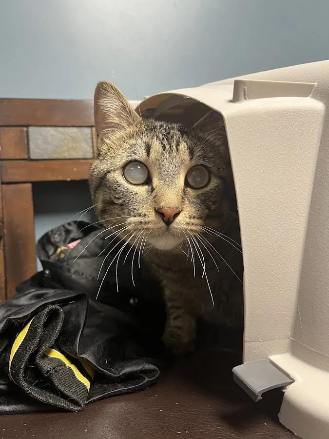 Small Animal Hospital