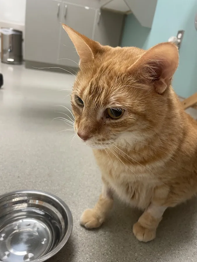 Small Animal Services: Emergency