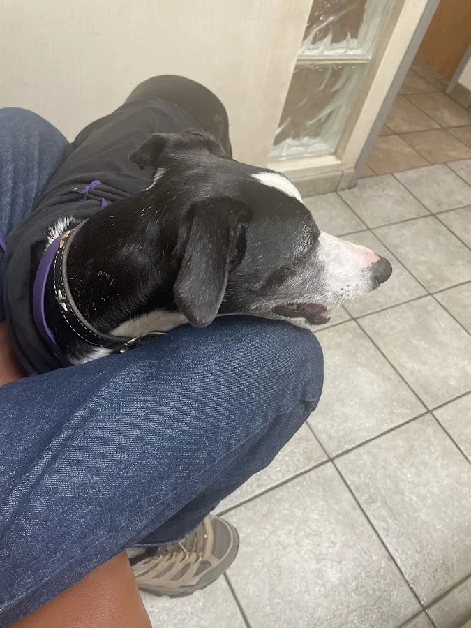 Smith Veterinary Hospital: Blossom Julie DVM