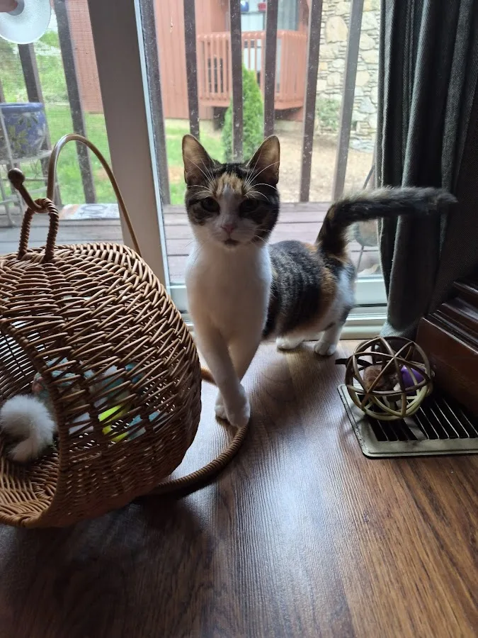 South Asheville Veterinary Emergency & Specialty