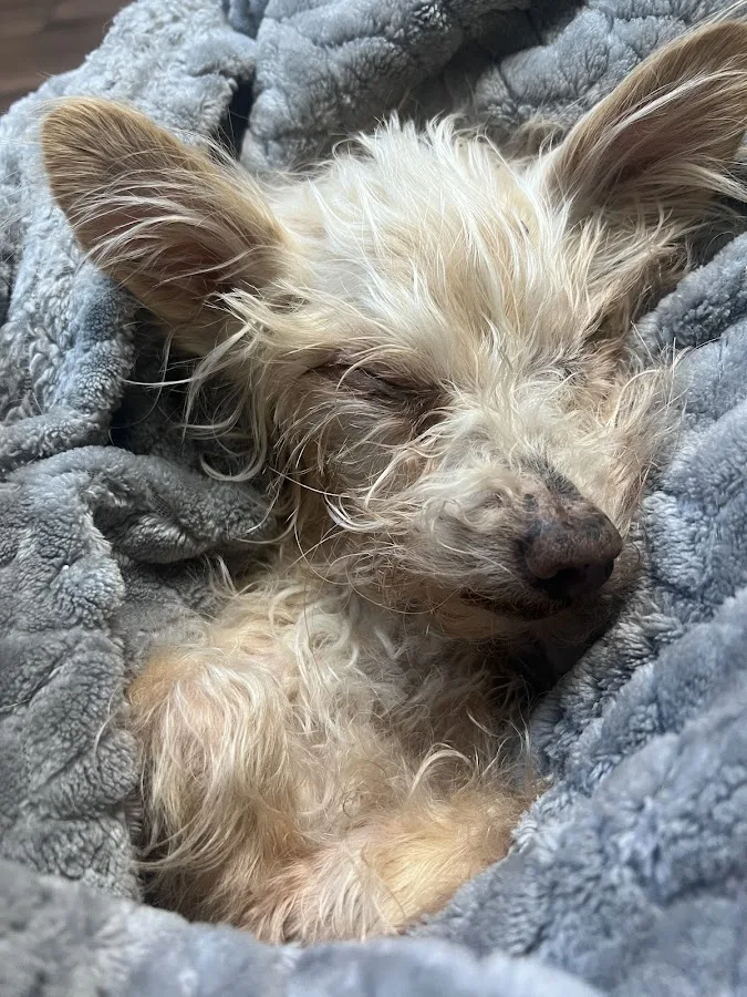 South Atlanta Veterinary Emergency & Specialty, A Thrive Pet Healthcare Partner