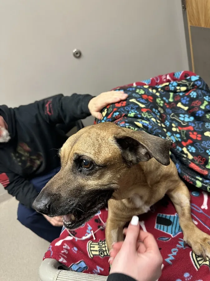 South Atlanta Veterinary Emergency & Specialty, A Thrive Pet Healthcare Partner