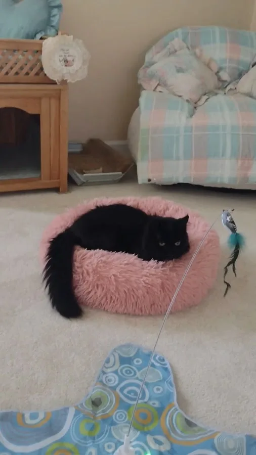 South Carolina Veterinary Specialists & Emergency Care