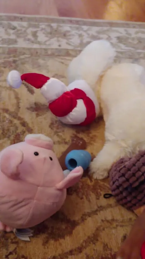 South Carolina Veterinary Specialists & Emergency Care