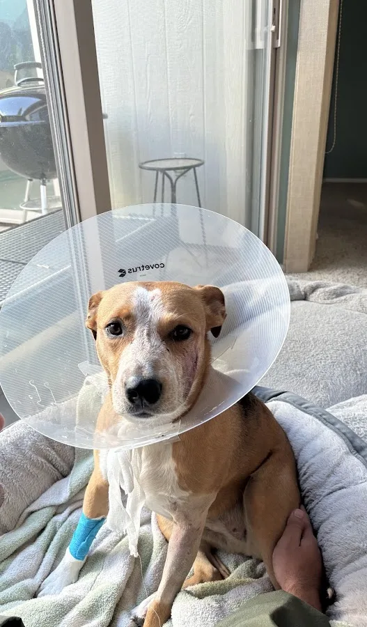 Southern Arizona Veterinary Specialty and Emergency Center