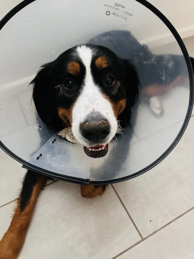 Southern Arizona Veterinary Specialty and Emergency Center