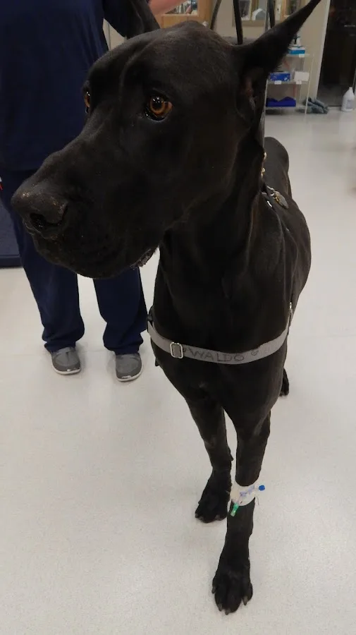 Southern Rockies Animal Emergency + Specialty