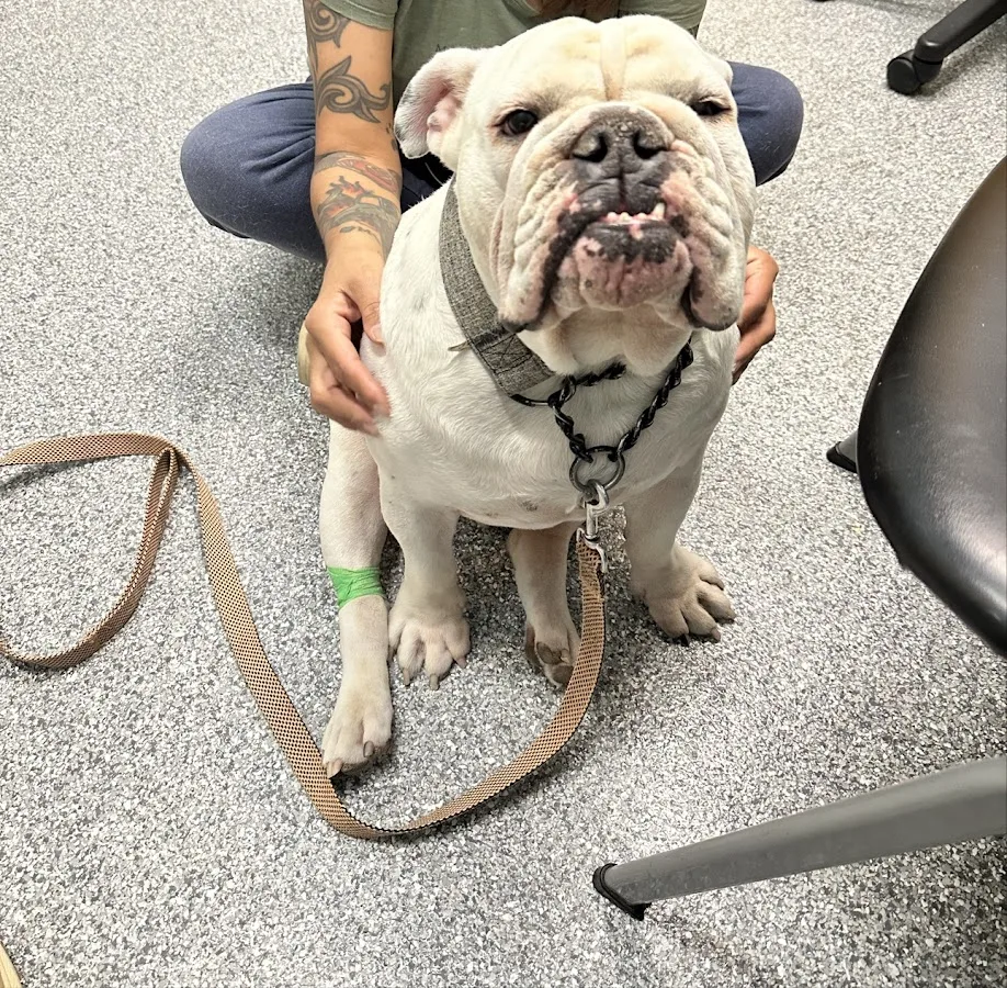 Southern Rockies Animal Emergency + Specialty