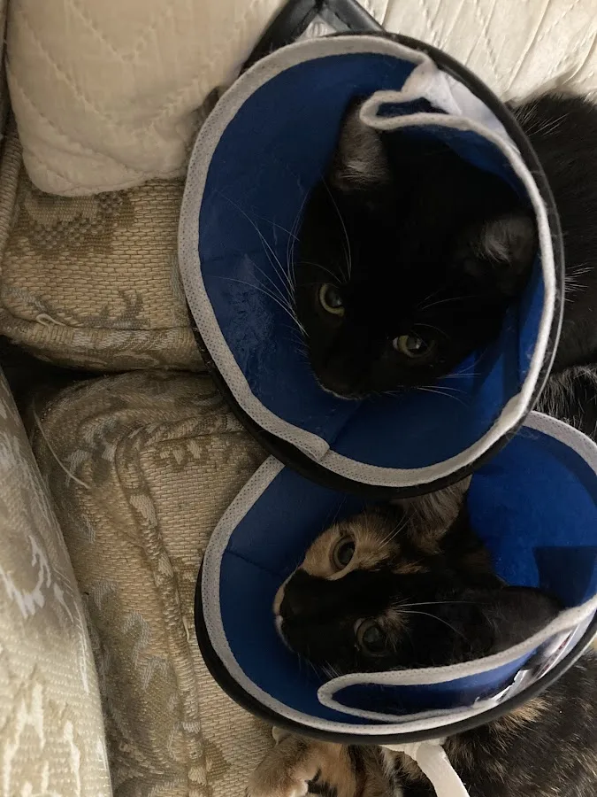 Spay & Neuter Syracuse