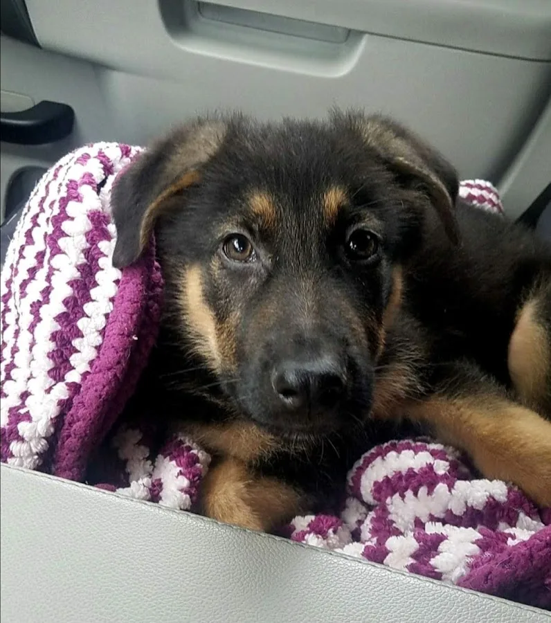 Spay & Neuter Syracuse