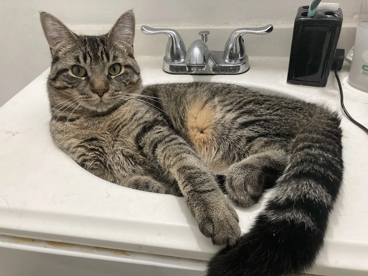 Spay & Neuter Syracuse