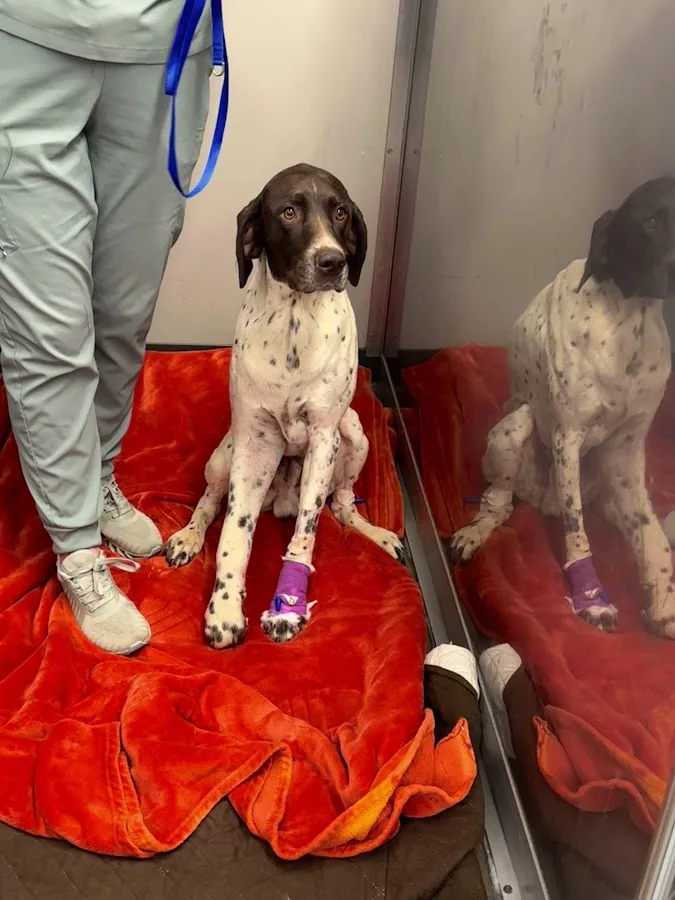 Steel City Emergency Vets