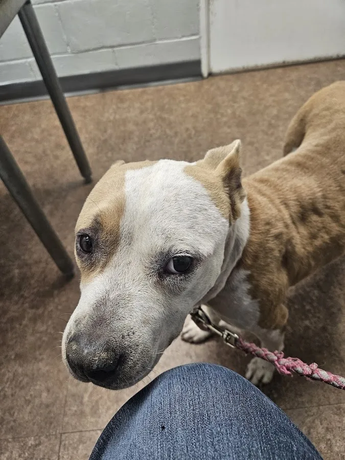 Stoller Jennifer DVM