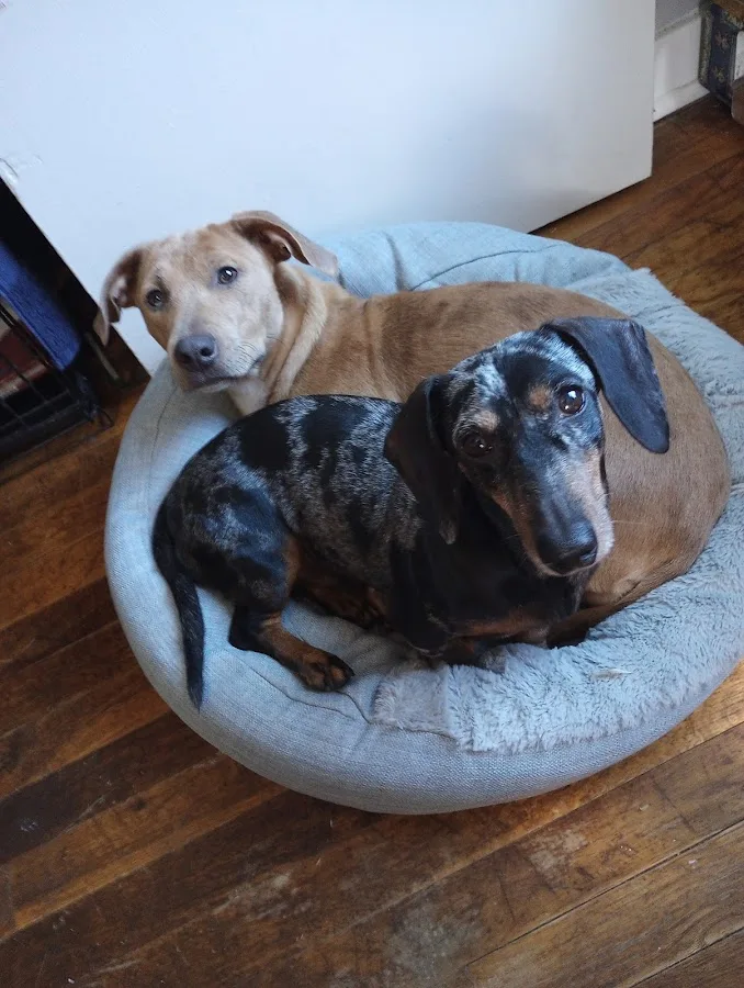 Stoller Jennifer DVM