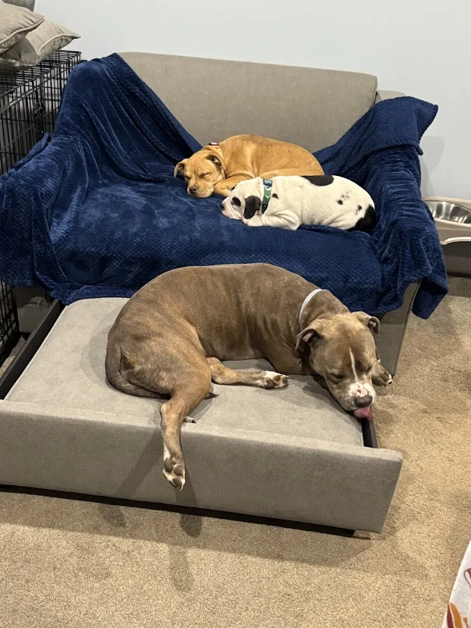 Stone Brook Area Veterinary Service primary photo