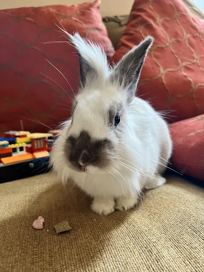 Sugar Creek Animal Hospital