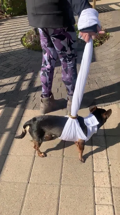 Sugar Land Veterinary Specialists & Emergency Care