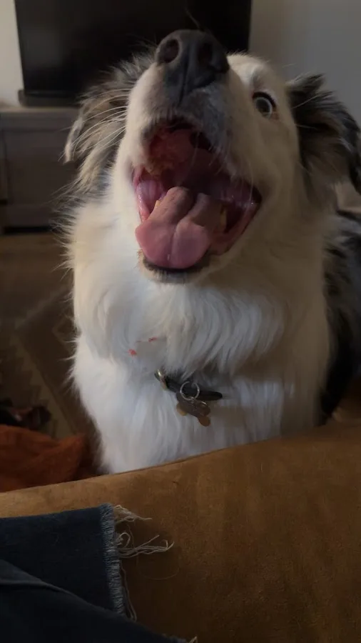 Summit Veterinary Referral Center