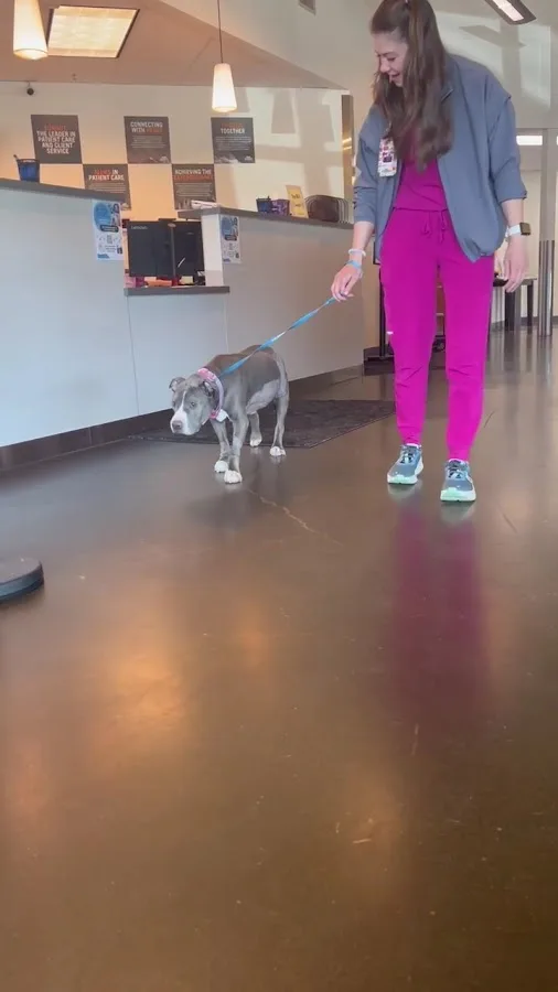 Summit Veterinary Referral Center