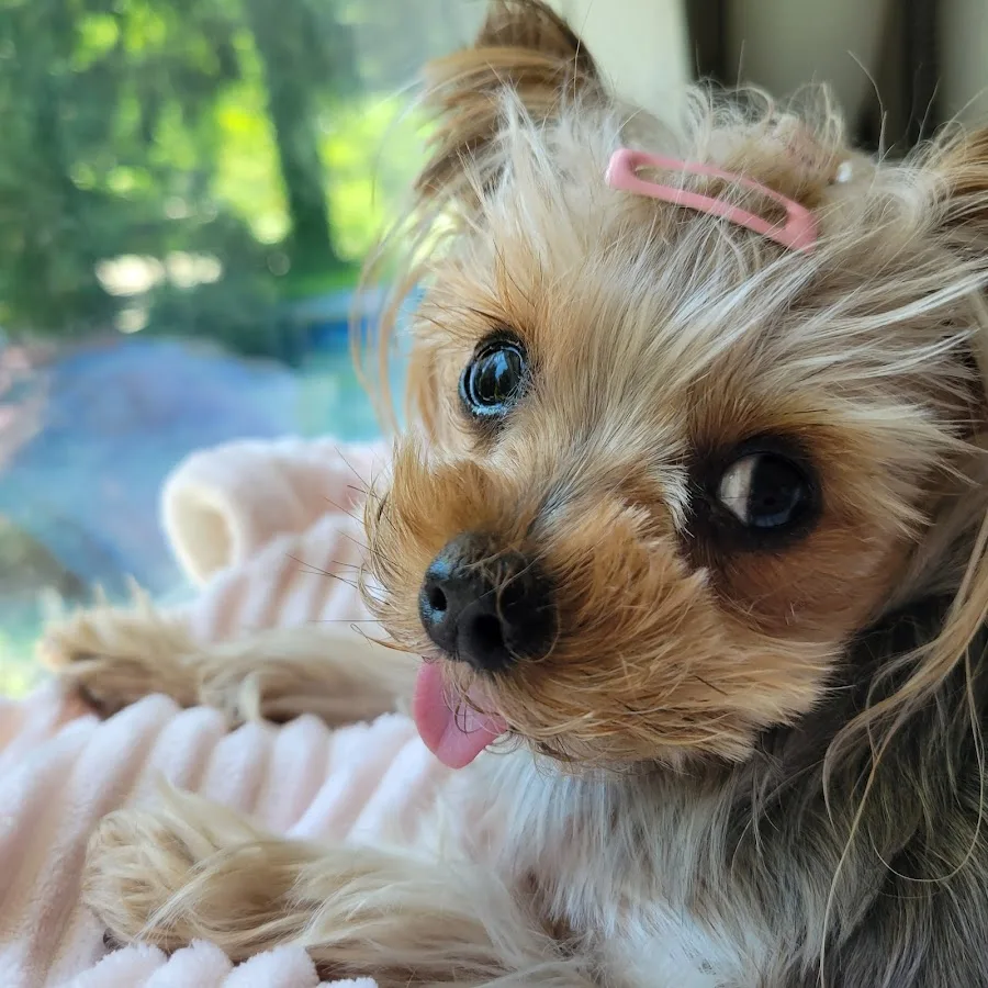 Sumner Veterinary Hospital