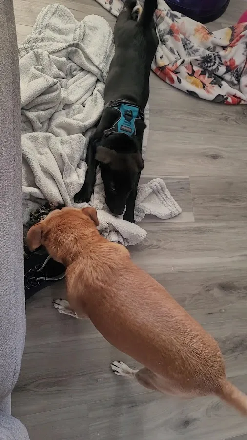 Sumner Veterinary Hospital