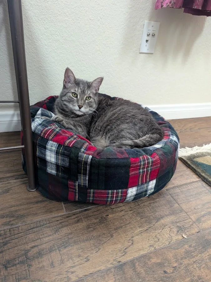 Supportive care environment in a veterinary clinic