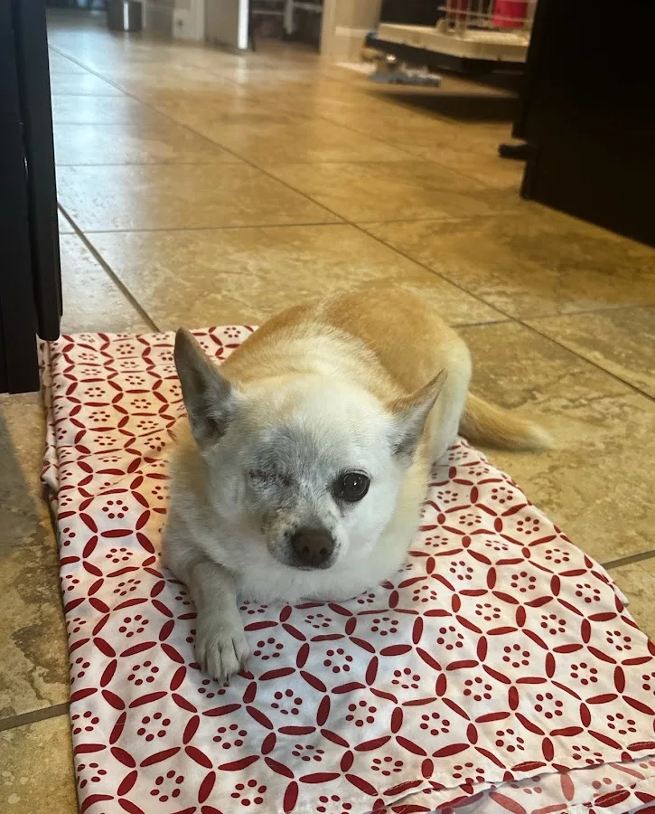 Sunset Animal Hospital