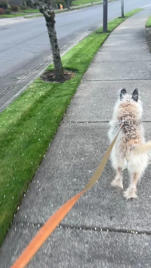 Sunstone Veterinary Specialists