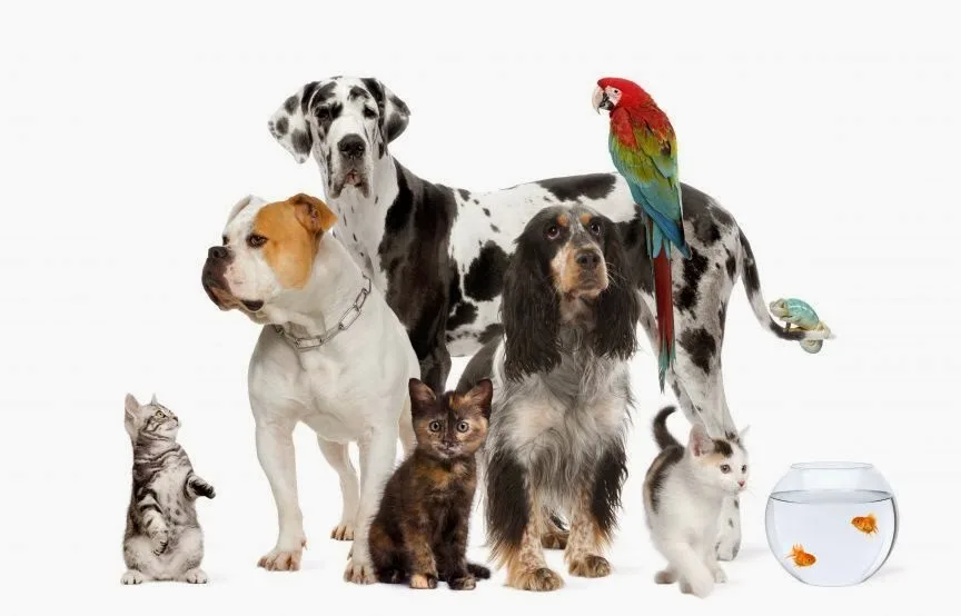 Sutton Caroline DVM primary photo