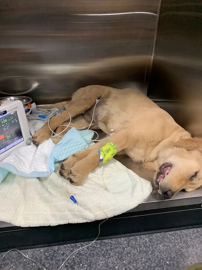 Tanasbourne Veterinary Emergency